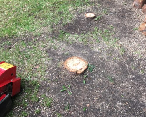 tree-stump-in-garden-768×576 tree-stump-in-garden-768x576
